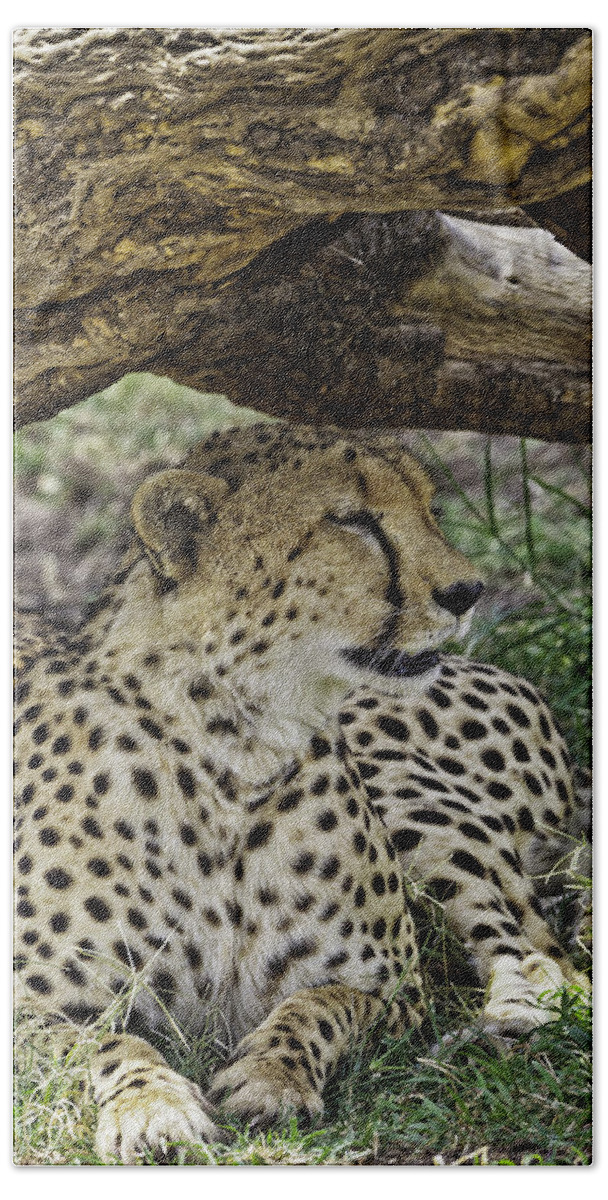 Africa Beach Sheet featuring the photograph Cheetah Resting by Perla Copernik
