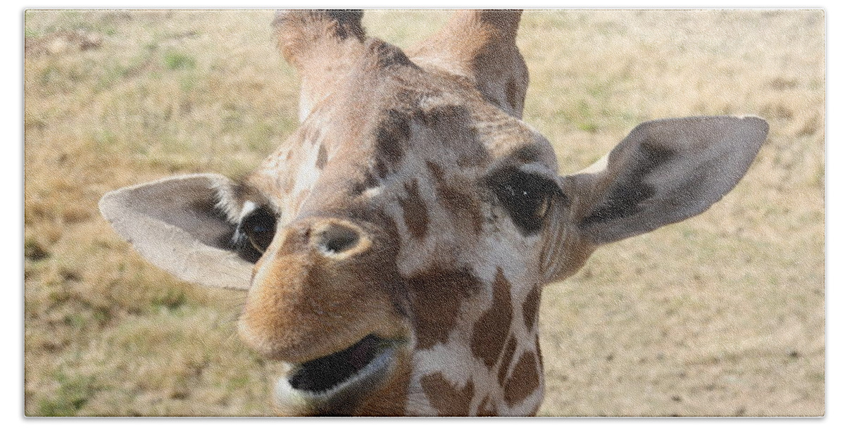 Giraffe Beach Towel featuring the photograph Chewing my treat by Kim Galluzzo Wozniak