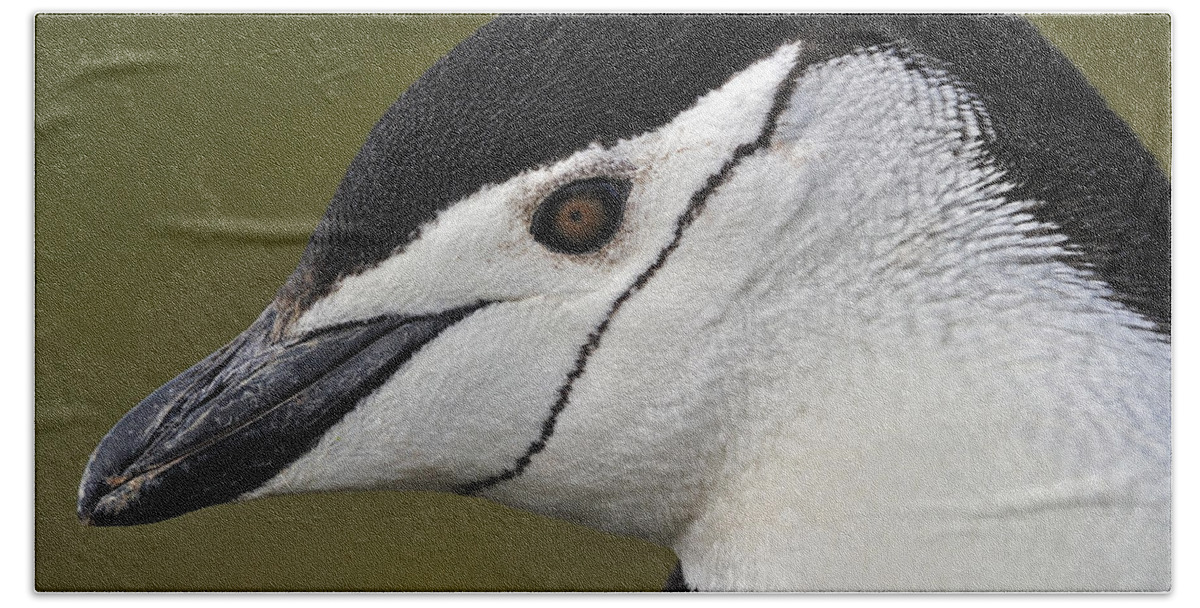 Chinstrap Penguin Beach Towel featuring the photograph Chinstrap Penguin by Tony Beck