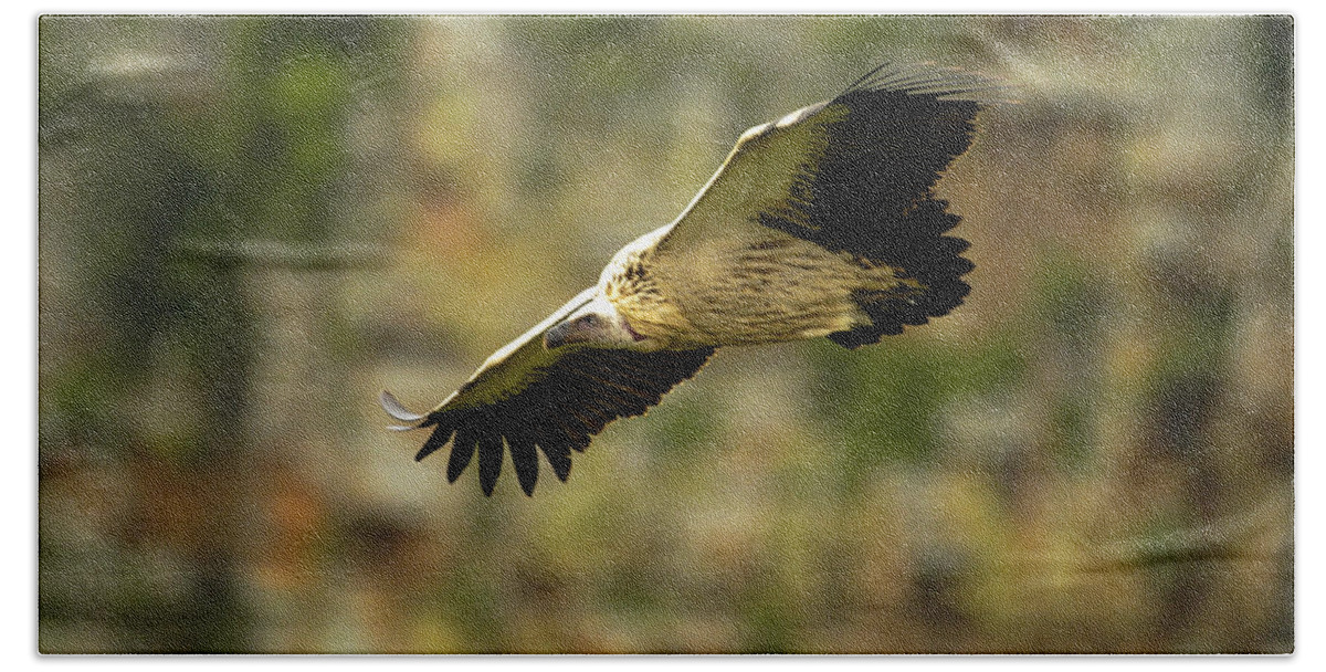 Action Beach Towel featuring the photograph Cliff flight by Alistair Lyne