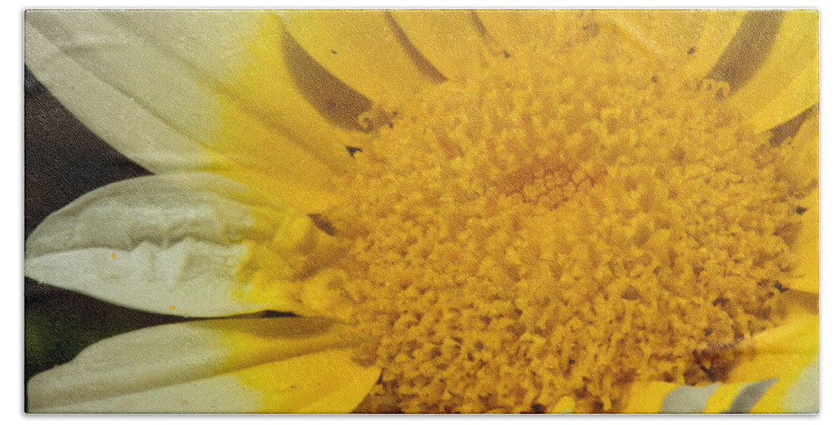 Flower Beach Towel featuring the photograph Close up of the inside of a yellow and white sun flower by Ashish Agarwal