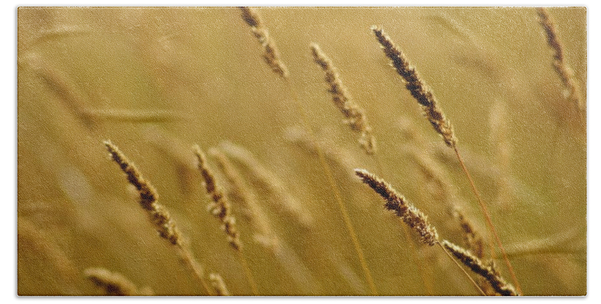 Agriculture Beach Towel featuring the photograph Close-up Of Wheat by Jim Weeks