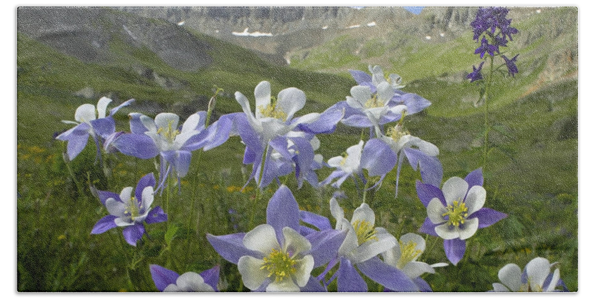 00176789 Beach Towel featuring the photograph Colorado Blue Columbine Meadow by Tim Fitzharris