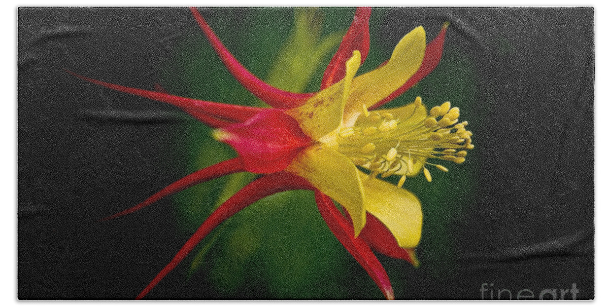 Floral Beach Towel featuring the photograph Columbine by Larry Carr