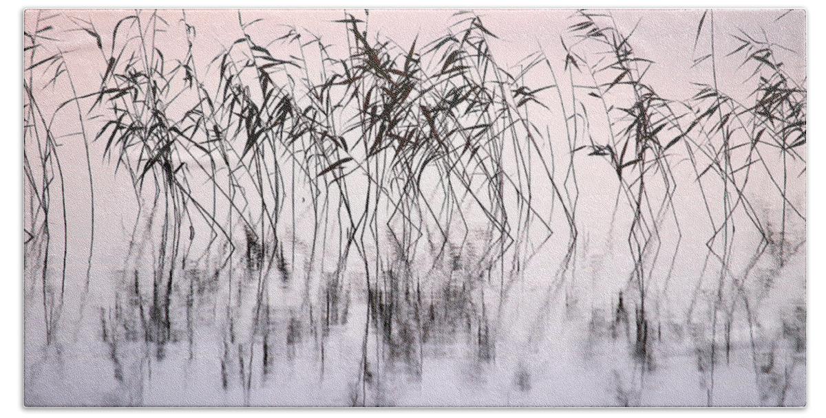Haukkajarvi Beach Towel featuring the photograph Common reeds by Jouko Lehto