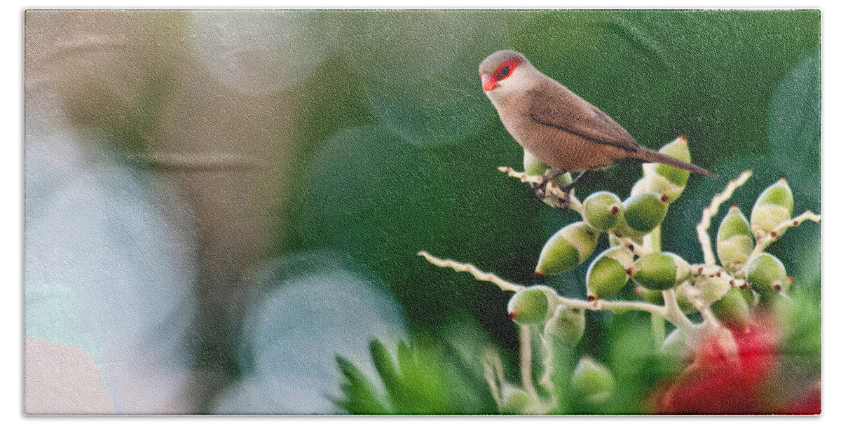 Hawaii Beach Sheet featuring the photograph Common Waxbill by Dan McManus