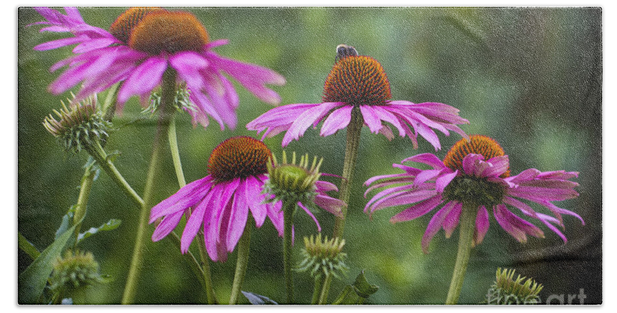 Clare Bambers Beach Towel featuring the photograph Coneflower and Bee. by Clare Bambers