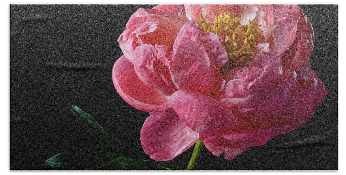Flower Beach Towel featuring the photograph Coral Peony by Endre Balogh