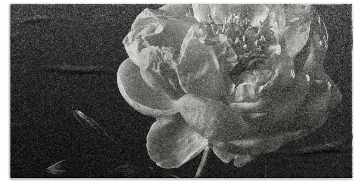 Flower Beach Towel featuring the photograph Coral Peony in Black and White by Endre Balogh
