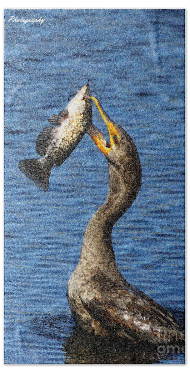 Double Crested Cormorant Beach Towel featuring the photograph Cormorant Catches Catfish by Barbara Bowen