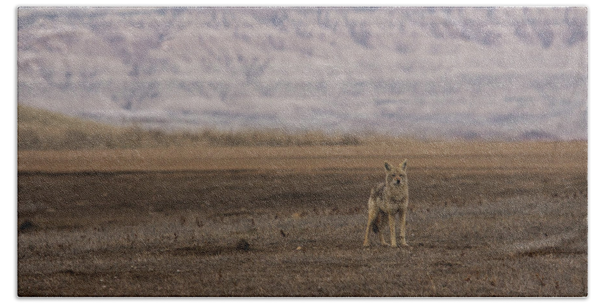 Coyote Beach Sheet featuring the photograph Coyote Badlands National Park by Benjamin Dahl