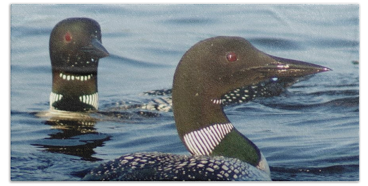 Loons Beach Towel featuring the photograph Curious Loons by Steven Clipperton
