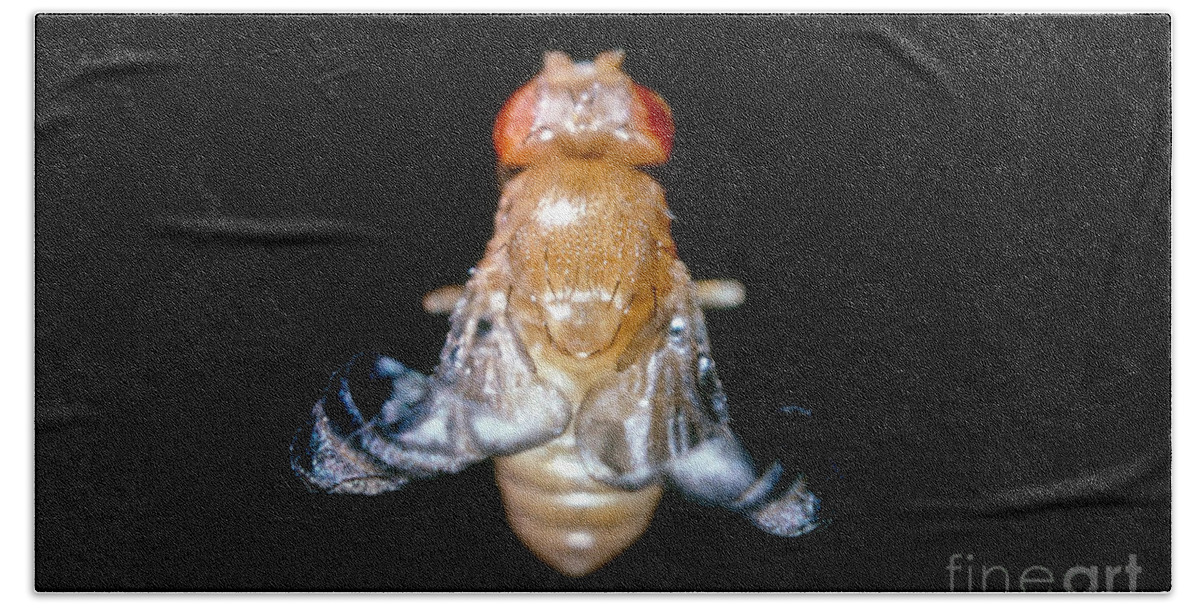 Macro Photo Beach Towel featuring the photograph Curly Winged Drosophila by Science Source