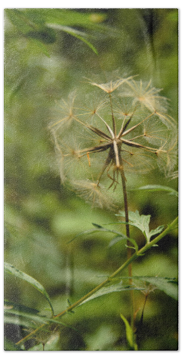 Blowball Beach Towel featuring the photograph Dandelion by Michael Goyberg