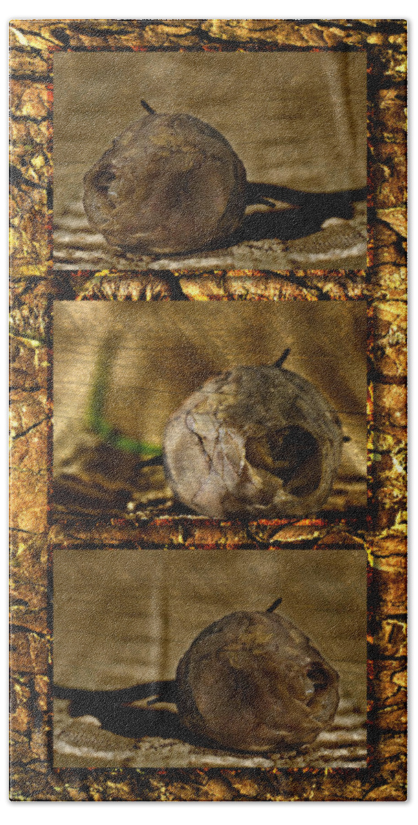 Rosebud Beach Sheet featuring the photograph Dead Rosebud Triptych by Steve Purnell