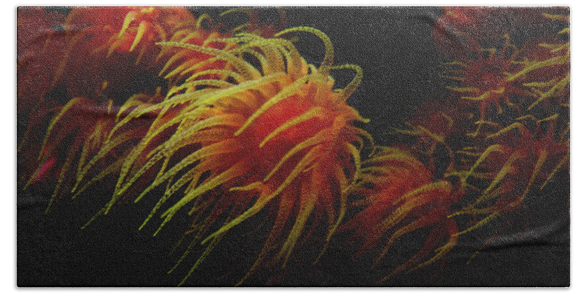 Jennifer Bright Art Beach Towel featuring the photograph Deep Ocean Coral Polyp by Jennifer Bright Burr