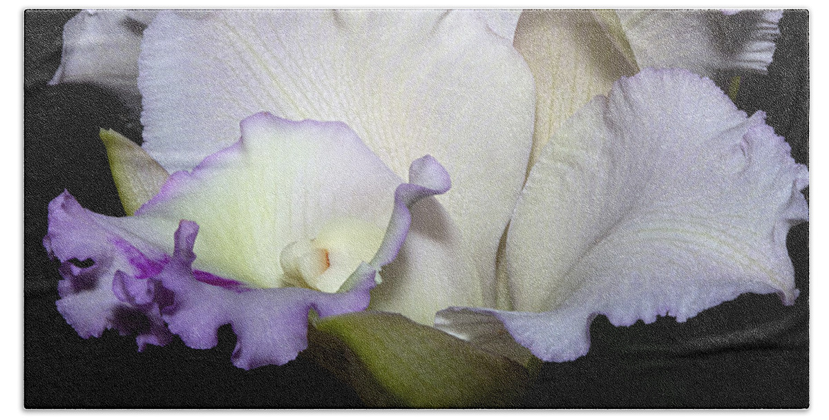 Orchid Beach Sheet featuring the photograph Delicate Purple Orchid by Phyllis Denton