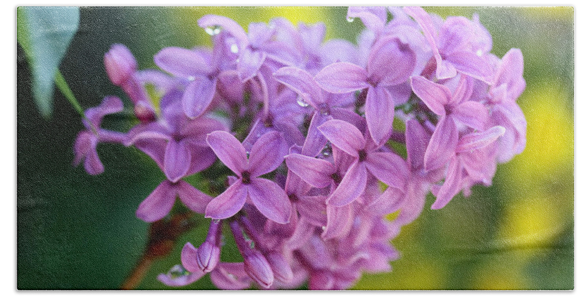 Flowers Beach Sheet featuring the photograph Dewdrops on Lilacs by Diana Haronis
