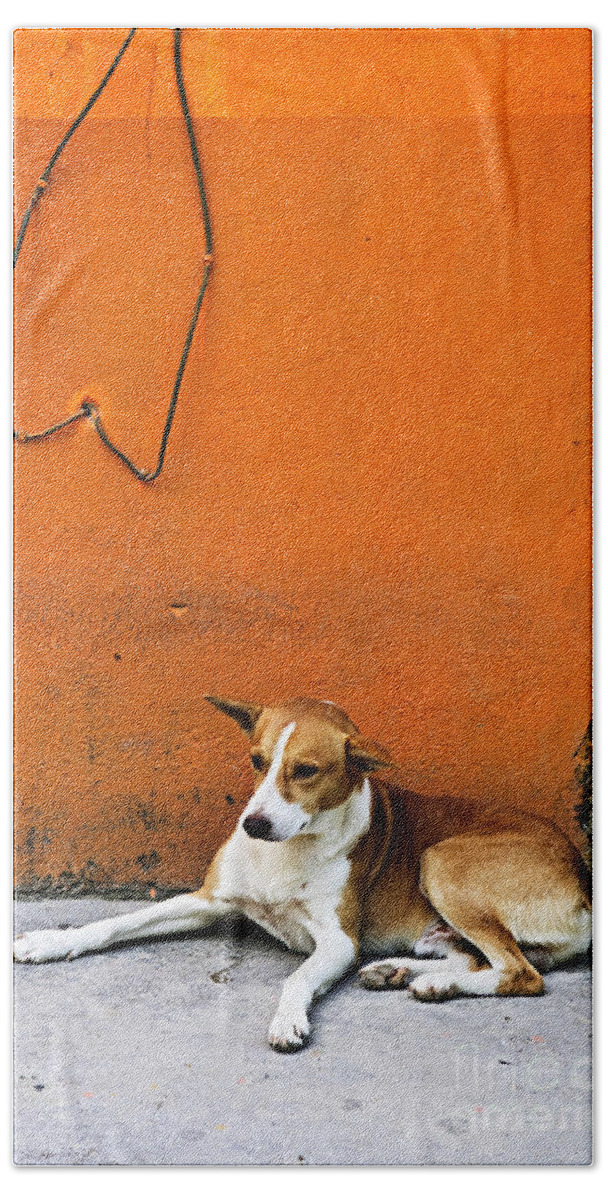 Dog Beach Towel featuring the photograph Dog near colorful wall in Mexican village by Elena Elisseeva