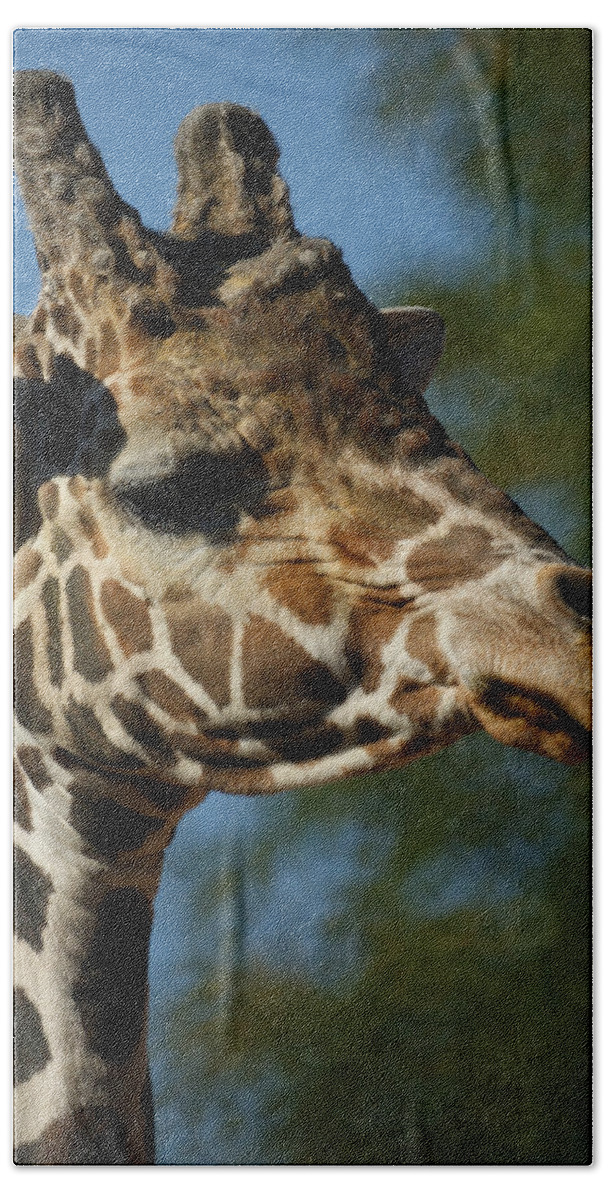 Animals Beach Towel featuring the photograph Dont Do That by Ernest Echols
