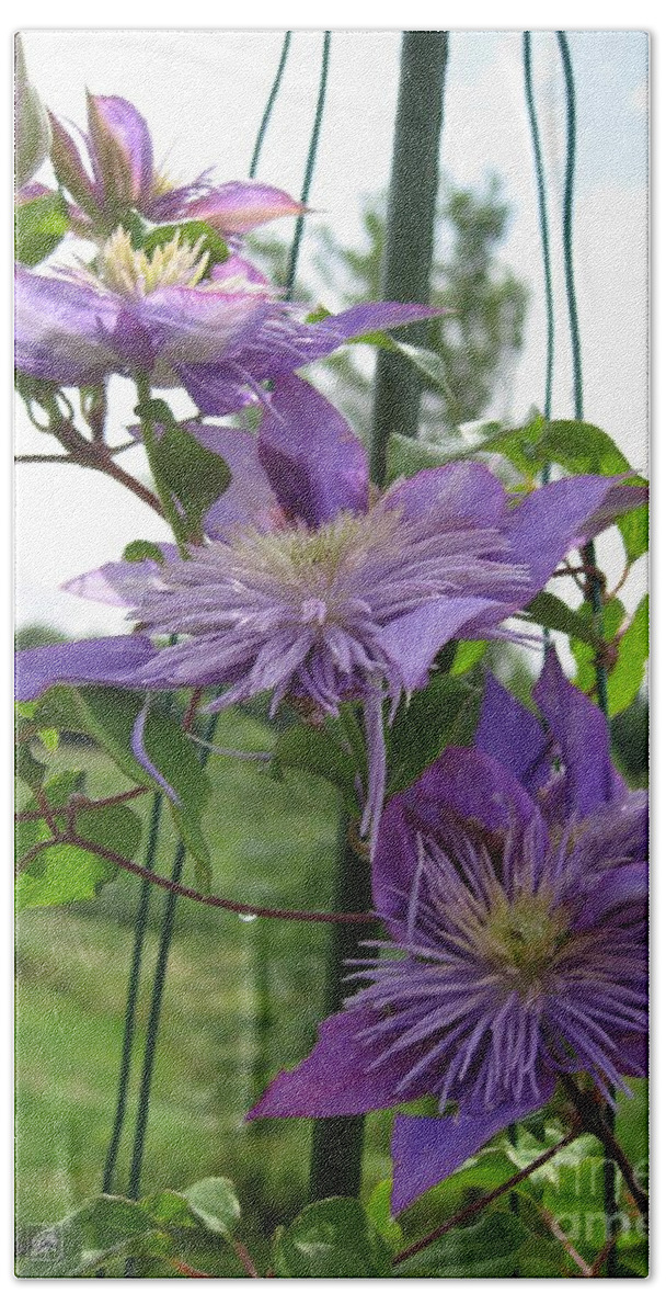 Double Clematis Beach Towel featuring the photograph Double Clematis named Crystal Fountain by J McCombie