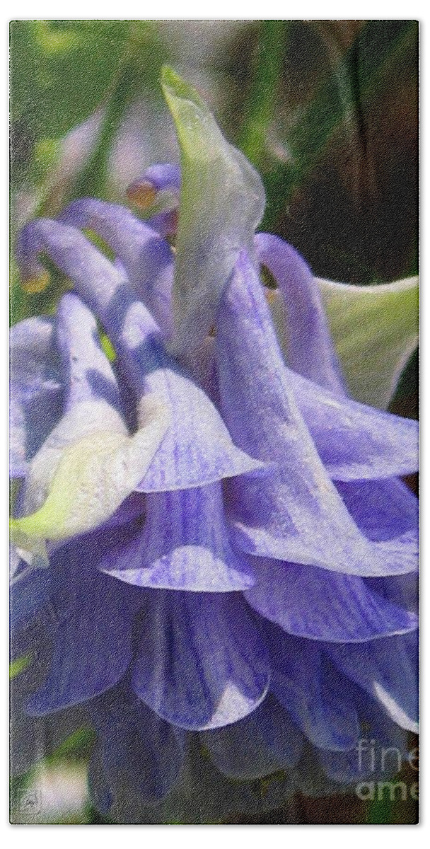 Columbine Beach Sheet featuring the photograph Double Columbine named Light Blue by J McCombie