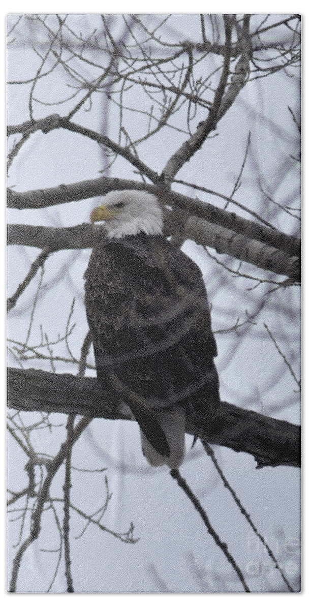 Eagle Beach Towel featuring the photograph Eagle in the wild by Ronald Grogan