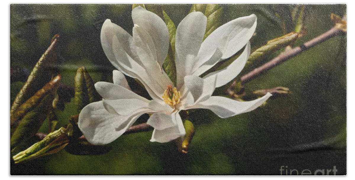 Magnolia Stellata Beach Towel featuring the photograph Easter Star by Byron Varvarigos