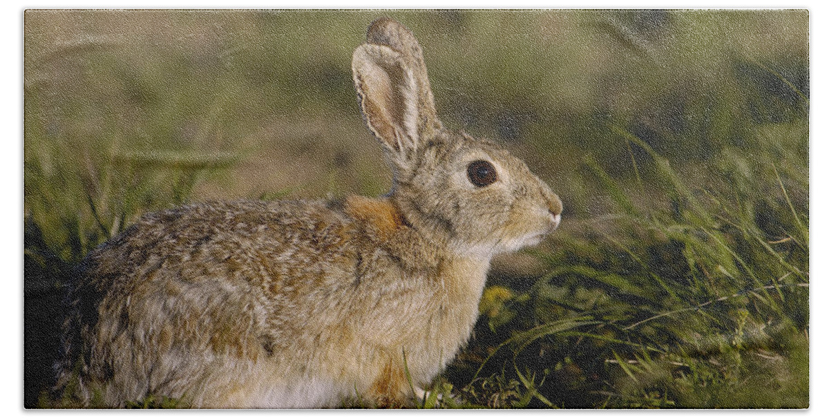 Mp Beach Towel featuring the photograph Eastern Cottontail Rabbit Sylvilagus by Pete Oxford