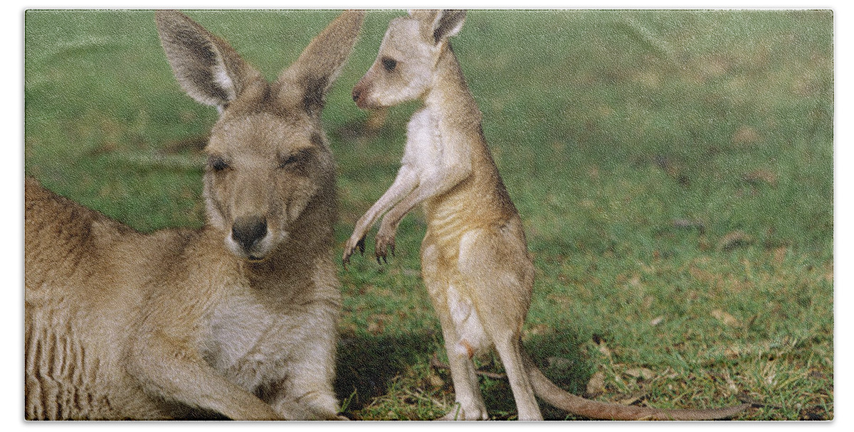 00620319 Beach Towel featuring the photograph Eastern Grey Kangaroo And Joey by Cyril Ruoso