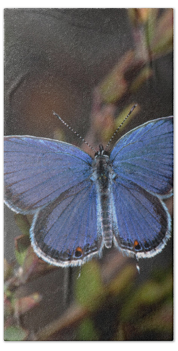 Eastern Tailed Blue Beach Towel featuring the photograph Eastern Tailed Blue Butterfly by Daniel Reed