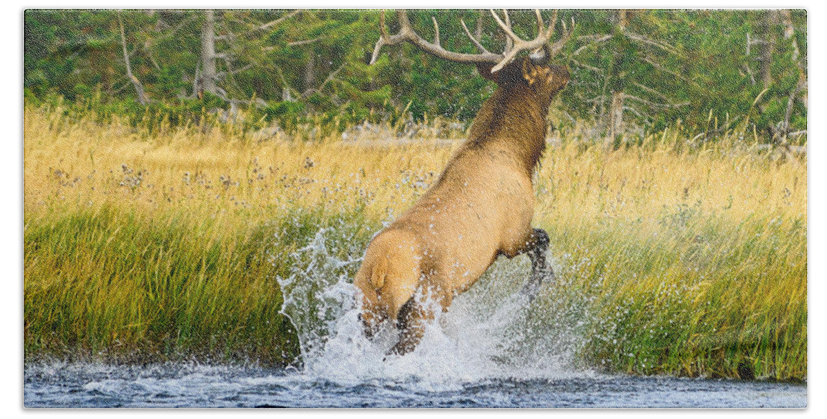 Bull Elk Beach Towel featuring the photograph Emerge Refreshed by Greg Norrell