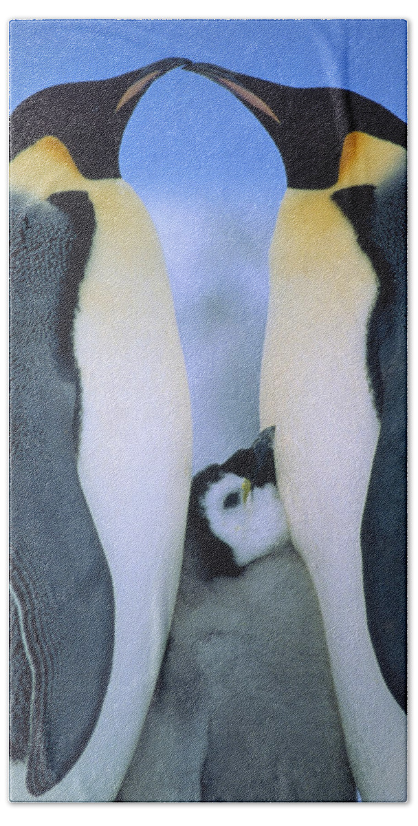 00140141 Beach Towel featuring the photograph Emperor Penguins Aptenodytes Forsteri by Tui De Roy