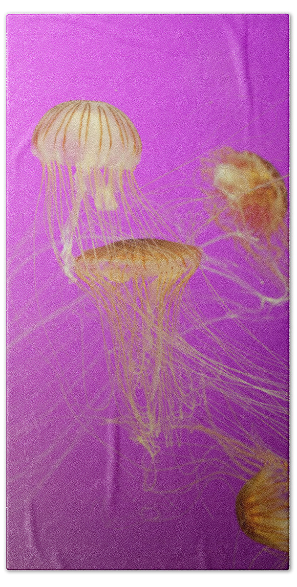 Jellyfish Beach Towel featuring the photograph Enchanted Jellyfish 1 by Pam Fong