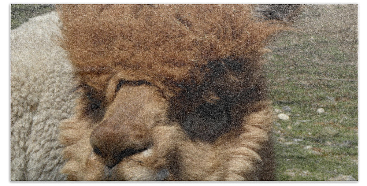 Alpaca Beach Towel featuring the photograph Ewok by Kim Galluzzo