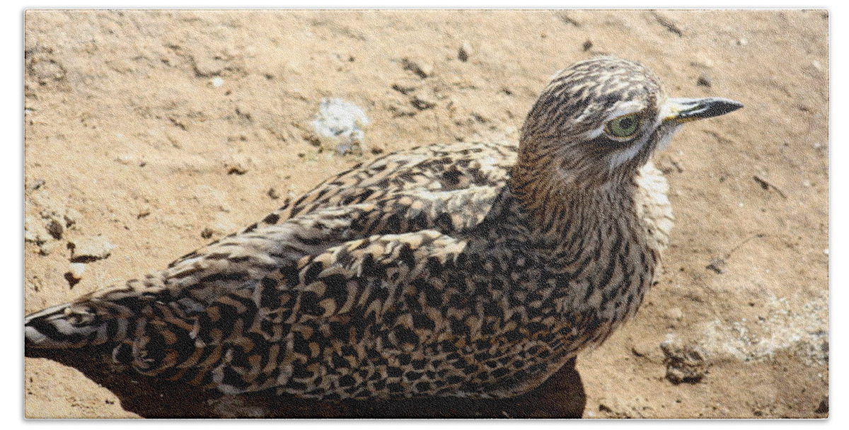 Bird Beach Towel featuring the photograph Exotic bird by Kim Galluzzo