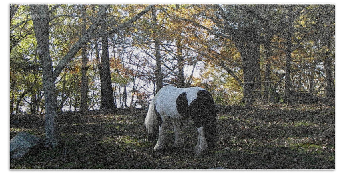 Fall Beach Towel featuring the photograph Fall Graze by Kim Galluzzo