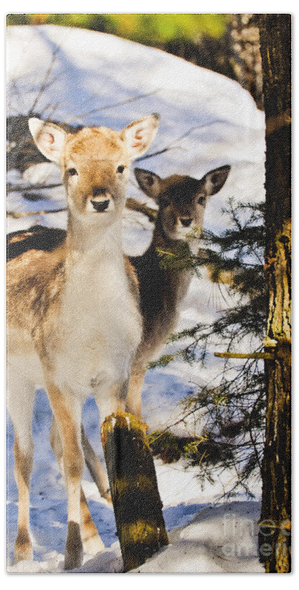 Fallow Deer Beach Towel featuring the photograph Fallow Deer by Cheryl Baxter