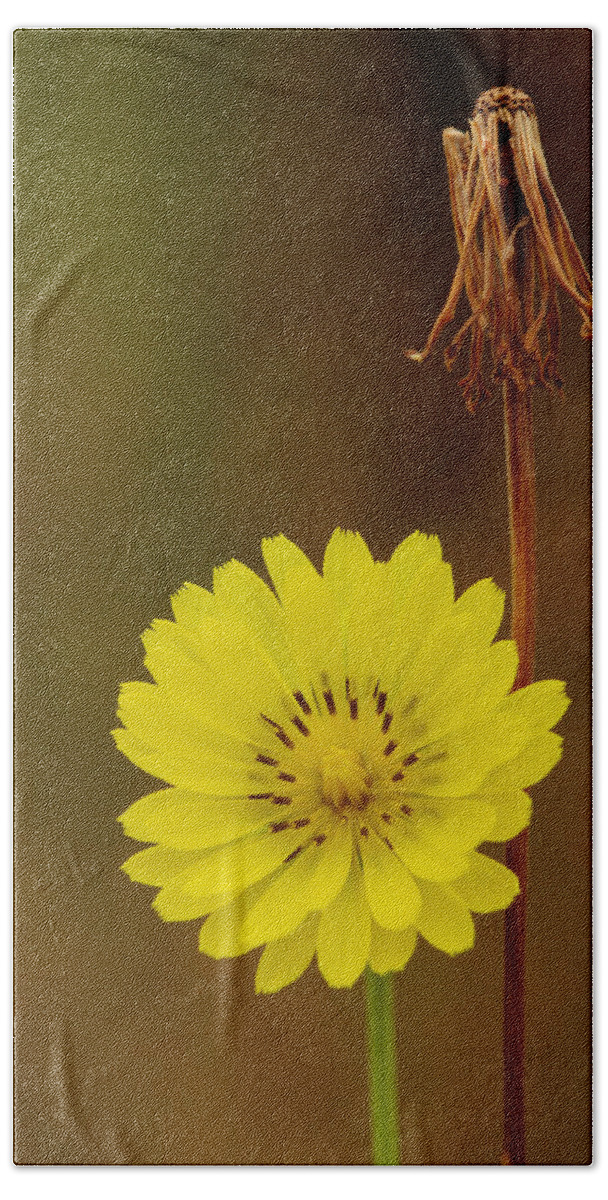 Pyrrhopappus Carolinianus Beach Towel featuring the photograph False Dandelion Flower With Wilted Fruit by Daniel Reed