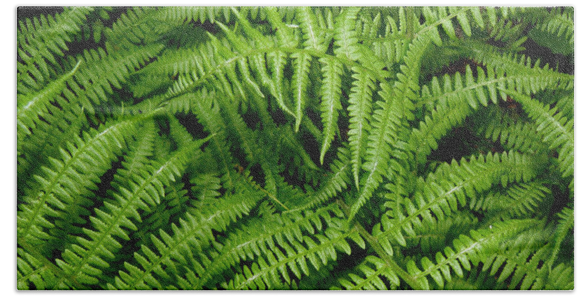 Ferns Beach Towel featuring the photograph Ferns by Kim Galluzzo