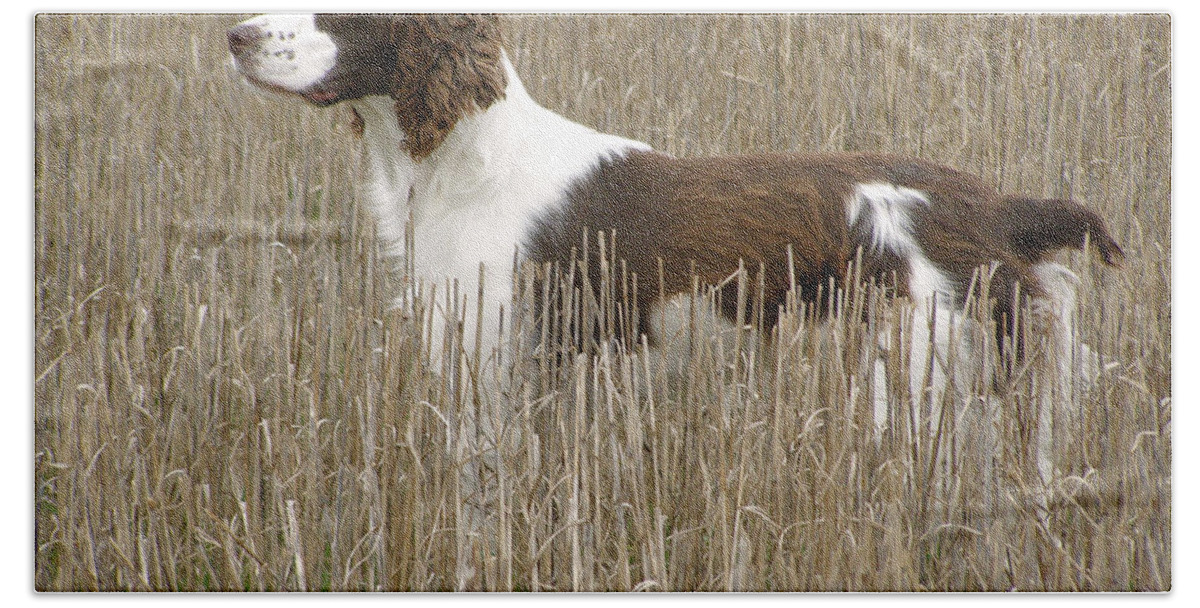 English Springer Spaniel Beach Towel featuring the photograph Field Bred Springer Spaniel by Angie Rea
