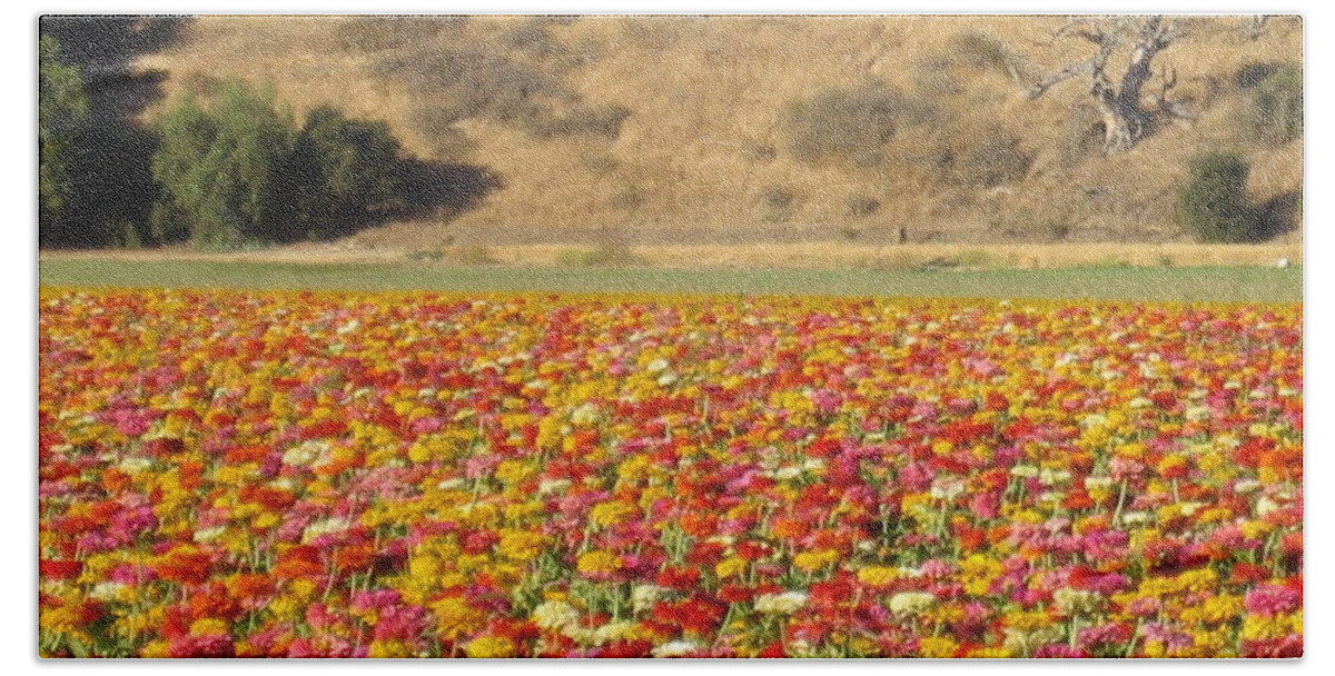 Solvang Beach Towel featuring the photograph Field of Flowers Solvang California by John Shiron