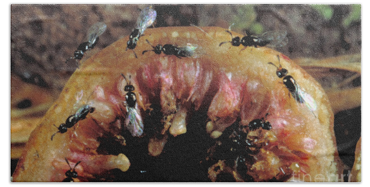 Pollinator Fig Wasp Beach Towel featuring the photograph Fig Wasps Emerge From Fig by Greg Dimijian