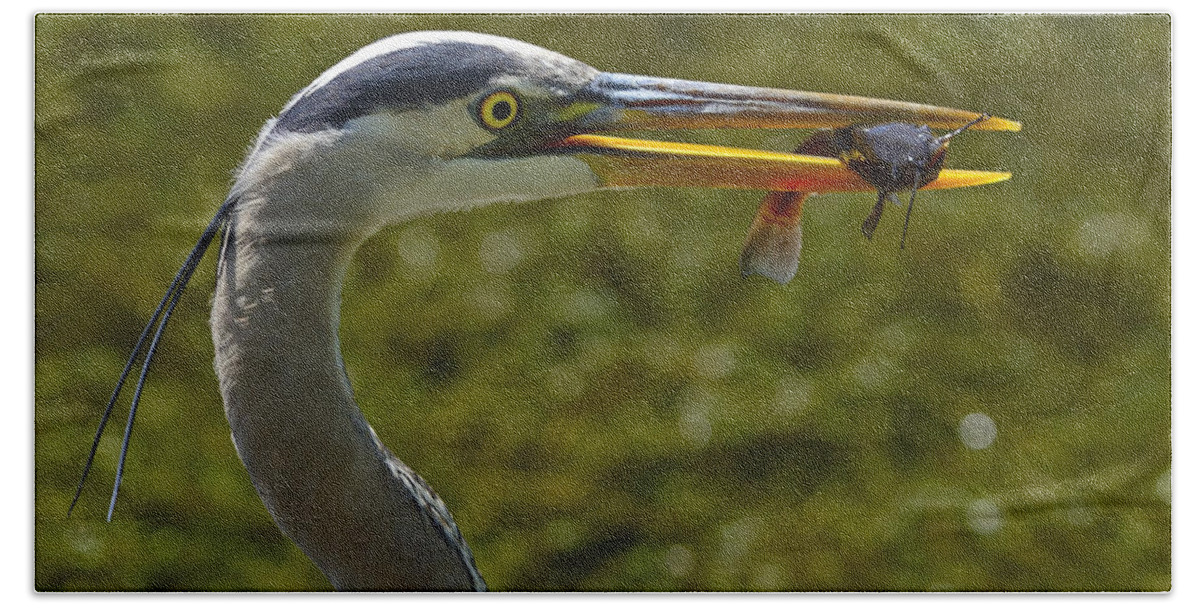 Great Blue Heron Beach Towel featuring the photograph Fishing For A Living by Tony Beck