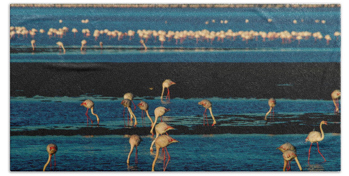 Africa Beach Towel featuring the photograph Flamingo gathering by Alistair Lyne