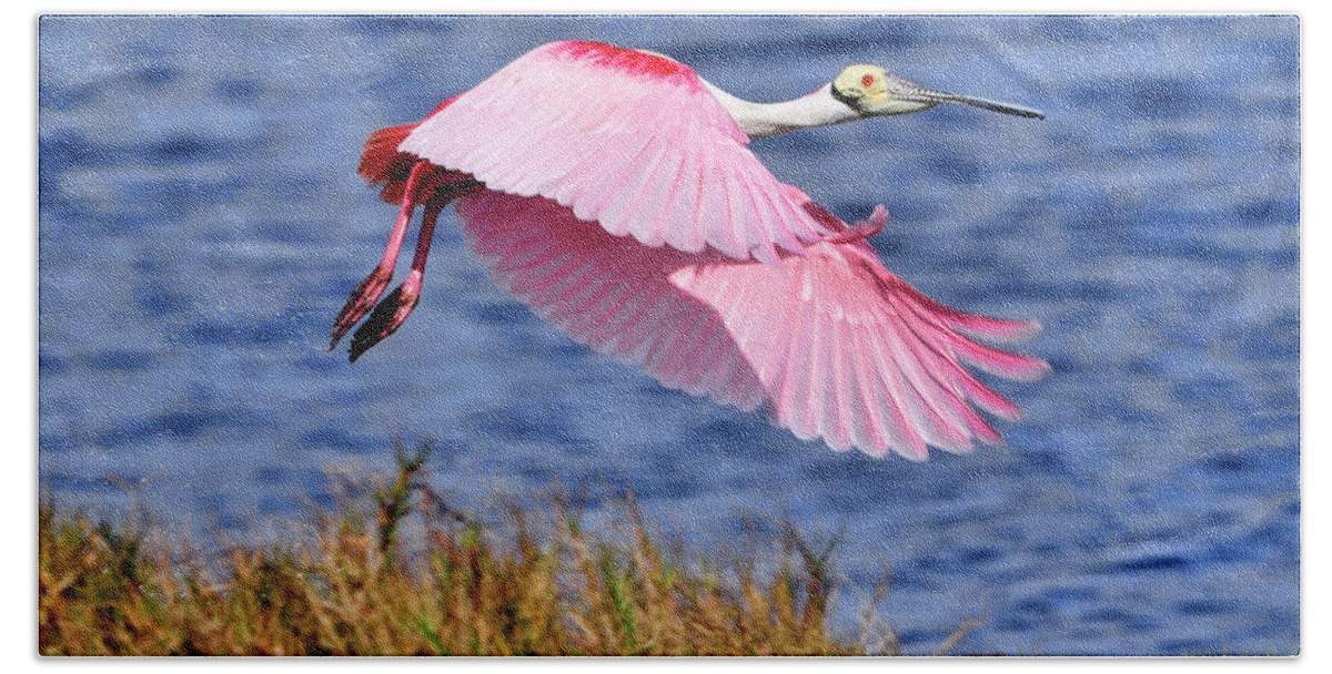 Roseate Soonbill Beach Towel featuring the photograph Flight a Roseate Spoonbill by Bill Dodsworth