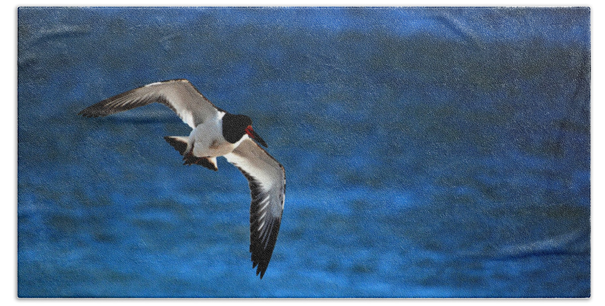 Oystercatcher Beach Towel featuring the photograph Flight of the Oystercatcher by Lori Tambakis