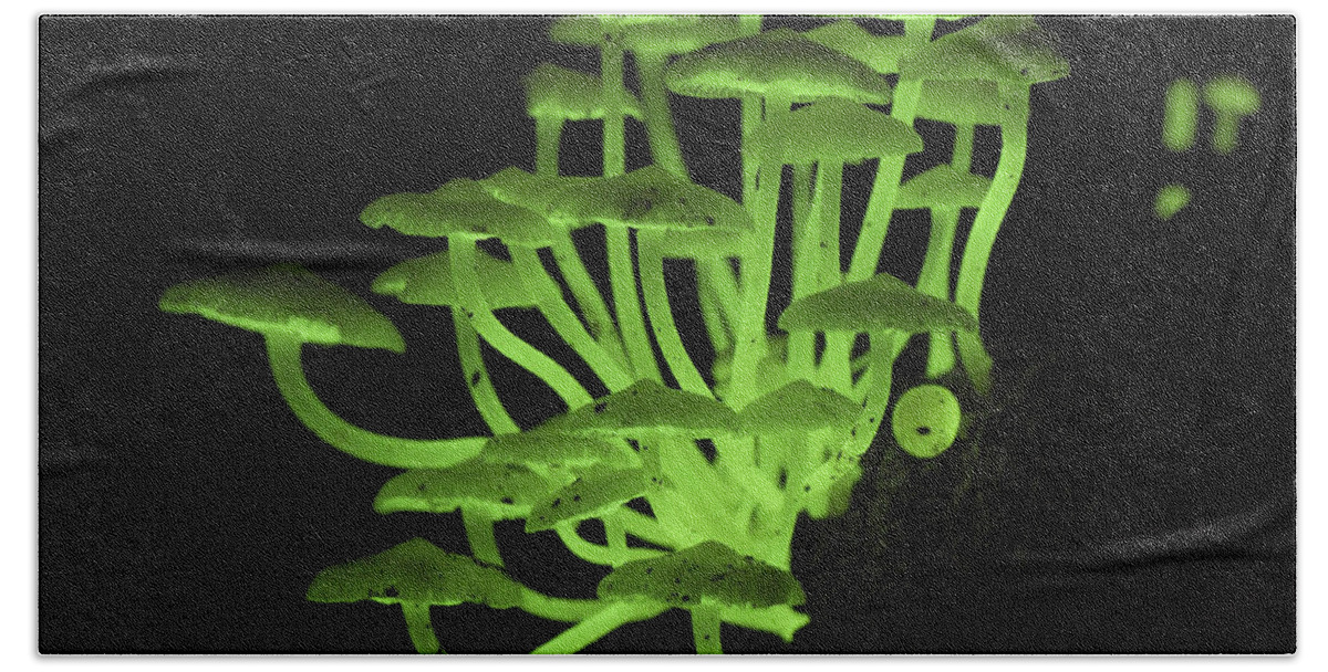 00426483 Beach Towel featuring the photograph Fluorescent Fungus by Thomas Marent