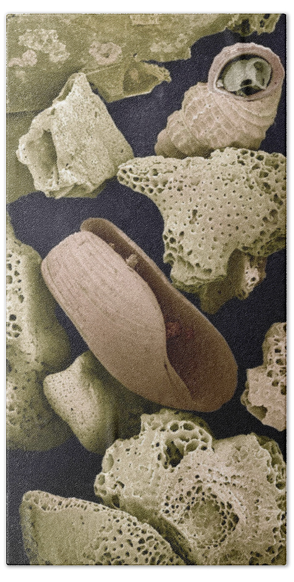 Mp Beach Towel featuring the photograph Foraminiferans Molluscs and Bryozoans SEM by Albert Lleal