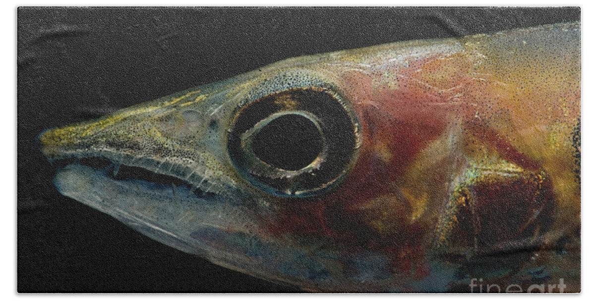 Freshwater Barracuda Beach Towel featuring the photograph Freshwater Barracuda by Dant Fenolio